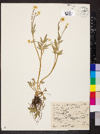 Ranunculus occidentalis image
