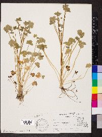 Ranunculus parviflorus image