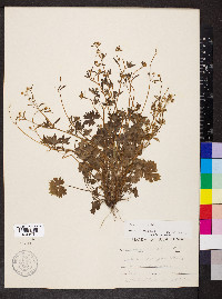 Ranunculus parviflorus image