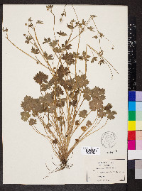 Ranunculus parviflorus image
