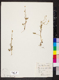 Ranunculus pedatifidus var. affinis image