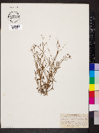 Ranunculus pusillus image