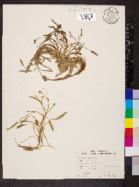 Ranunculus pusillus image