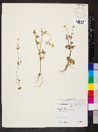Ranunculus sardous image