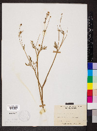 Ranunculus sardous image