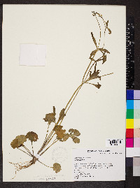 Ranunculus sceleratus image