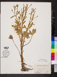 Ranunculus sceleratus image