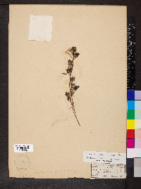 Ranunculus trichophyllus image