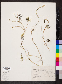 Ranunculus trichophyllus image