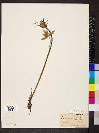 Ranunculus uncinatus image