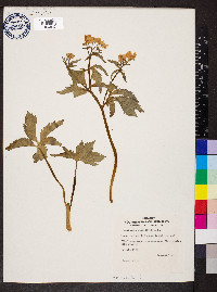 Ranunculus aconitifolius image