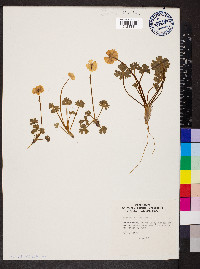 Ranunculus alpestris image