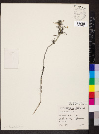 Ranunculus aquatilis var. diffusus image