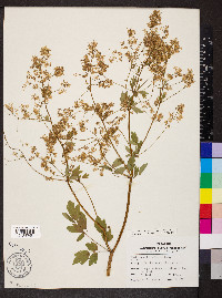 Thalictrum dasycarpum image