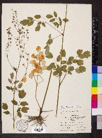 Thalictrum dasycarpum image