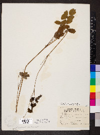 Thalictrum dasycarpum image