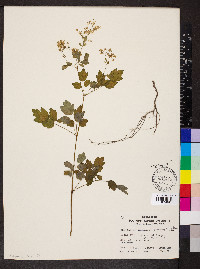 Thalictrum dasycarpum image