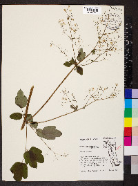 Thalictrum dasycarpum image