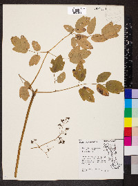 Thalictrum dasycarpum image