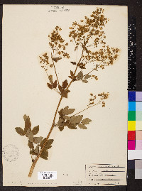 Thalictrum dasycarpum image