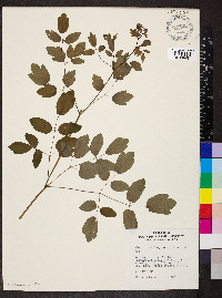 Thalictrum dasycarpum image