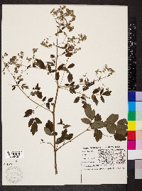 Thalictrum dasycarpum image