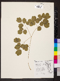 Thalictrum dasycarpum image