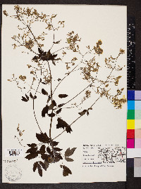 Thalictrum dasycarpum image