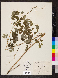 Thalictrum dasycarpum image