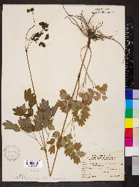 Thalictrum dasycarpum image