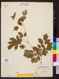 Thalictrum dasycarpum image