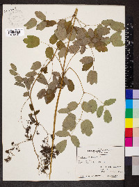 Thalictrum dioicum image