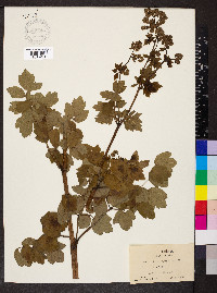 Thalictrum dioicum image