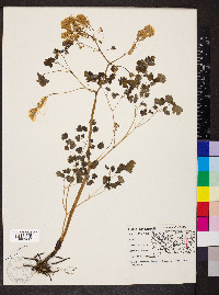 Thalictrum dioicum image