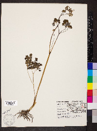 Thalictrum dioicum image