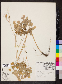 Thalictrum dioicum image