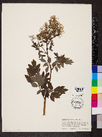 Thalictrum amphibolum image