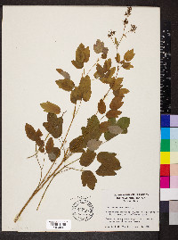 Thalictrum amphibolum image