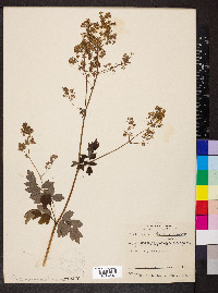 Thalictrum amphibolum image