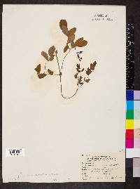 Thalictrum amphibolum image
