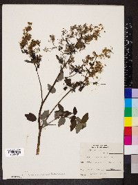 Thalictrum amphibolum image