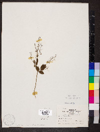 Thalictrum amphibolum image