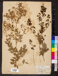 Thalictrum aquilegiifolium image