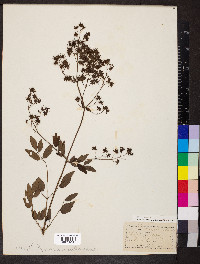 Thalictrum aquilegiifolium image