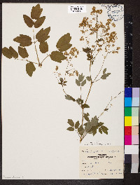 Thalictrum pubescens image