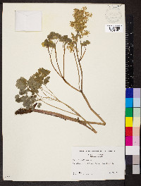 Thalictrum dioicum image