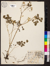 Thalictrum dioicum image