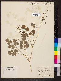 Thalictrum dioicum image