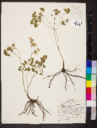 Thalictrum dioicum image