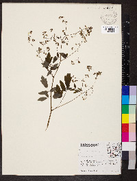 Thalictrum dioicum image